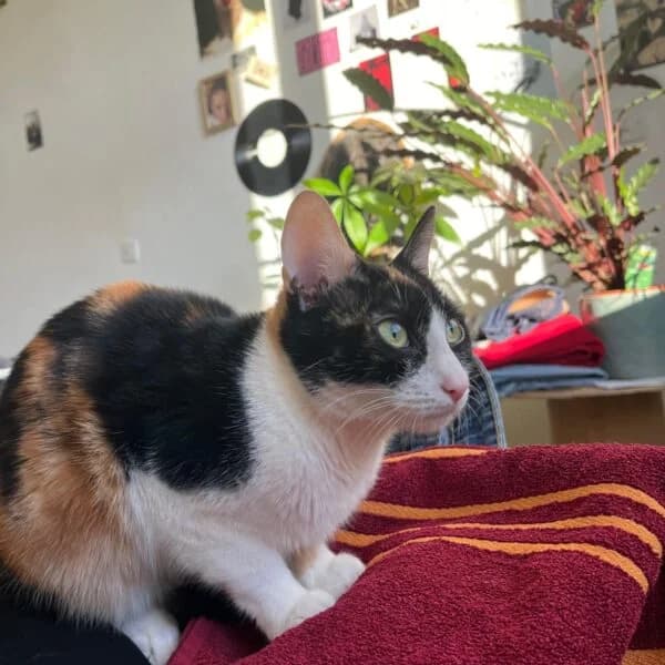 PISTACHE, female young Mixed Breed for adoption at Les Babychoux