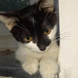 ROSIE, female Mixed Breed for adoption at Les Babychoux