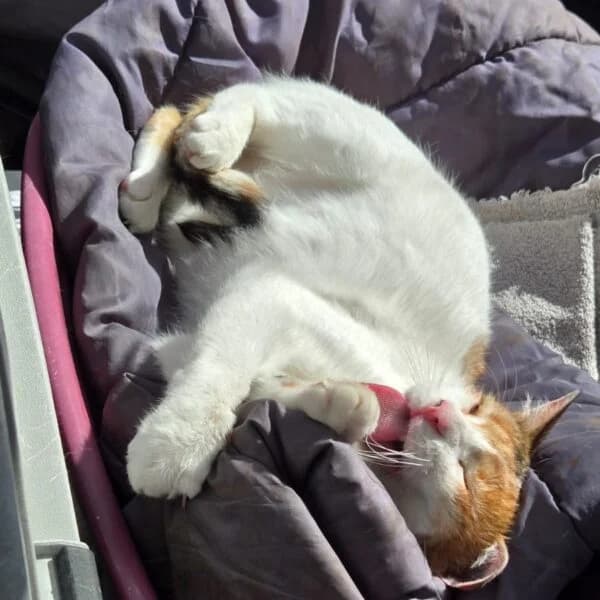 ROUSSETTE, female young Mixed Breed for adoption at Les Babychoux