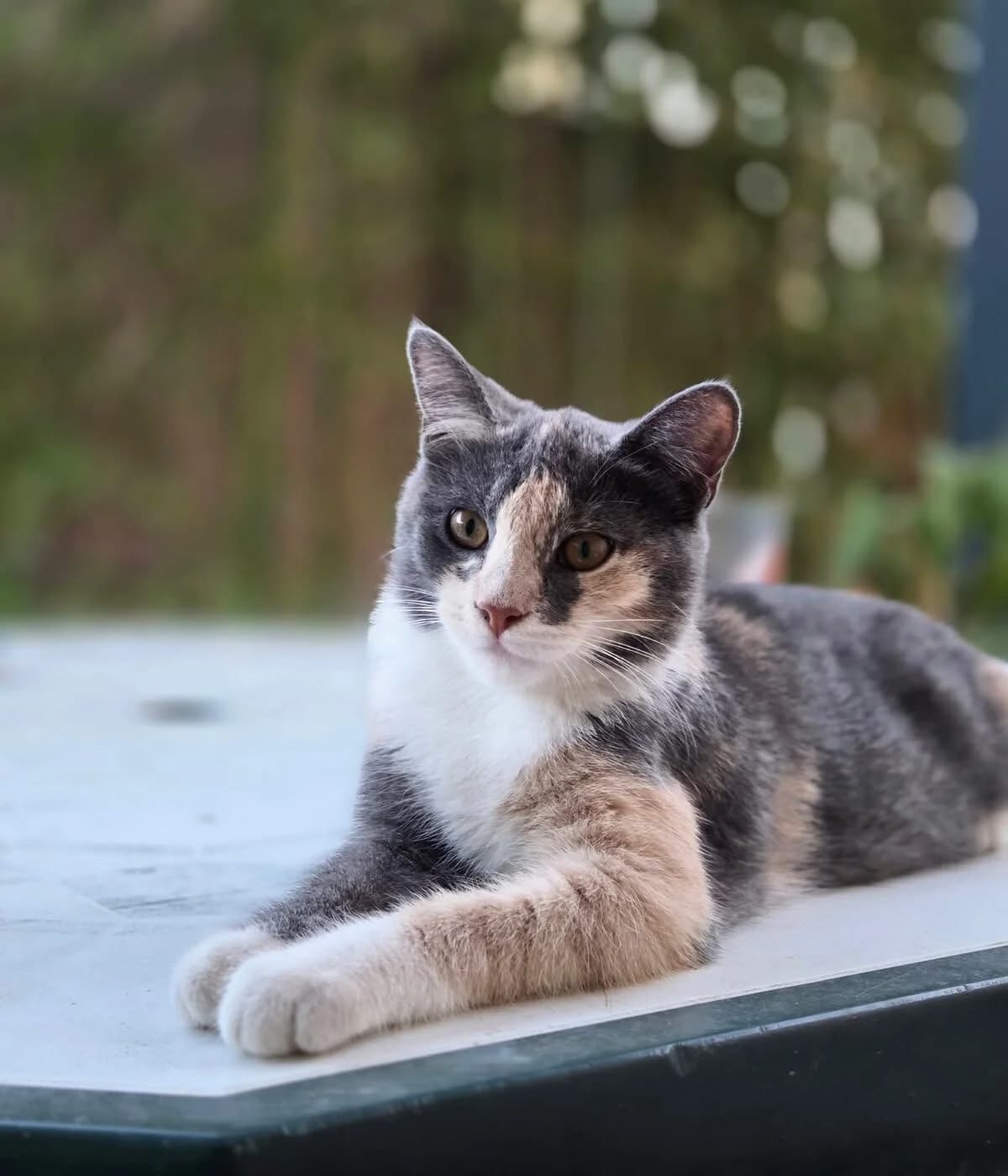 SAKURA, female Mixed Breed for adoption at Les Babychoux