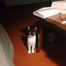 SPECRA, female Mixed Breed for adoption at Les Babychoux