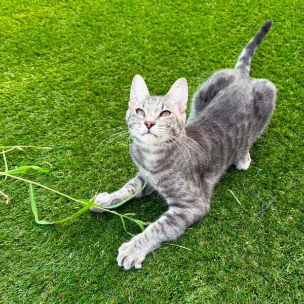 TOM, male young Mixed Breed for adoption at Les Babychoux