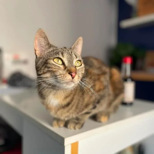 YUMI, female young Mixed Breed for adoption at Les Babychoux