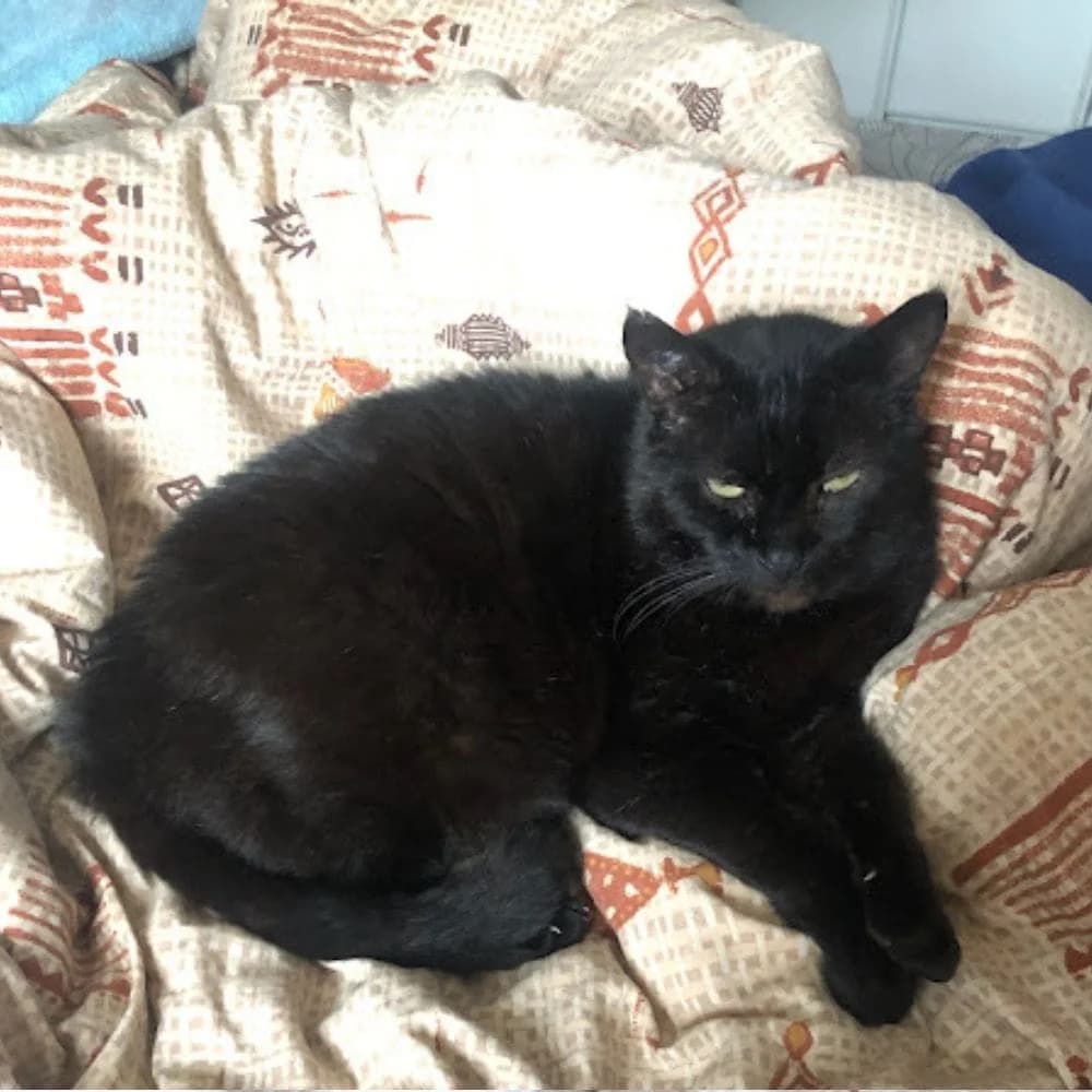 Boubou, male senior Mixed Breed for adoption at Les Chachous de Chacha