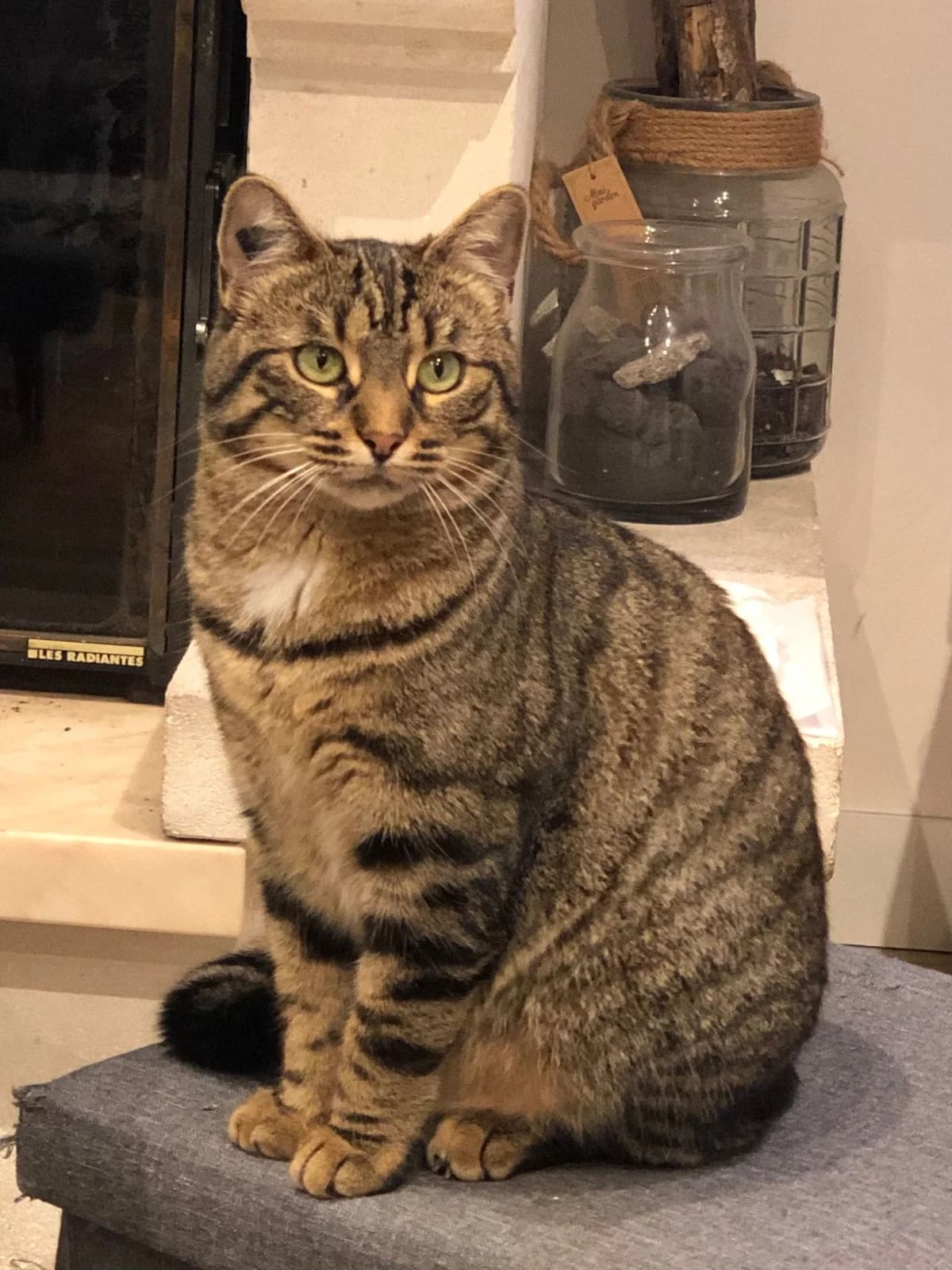 Kiki, female Mixed Breed for adoption at Les Chachous de Chacha