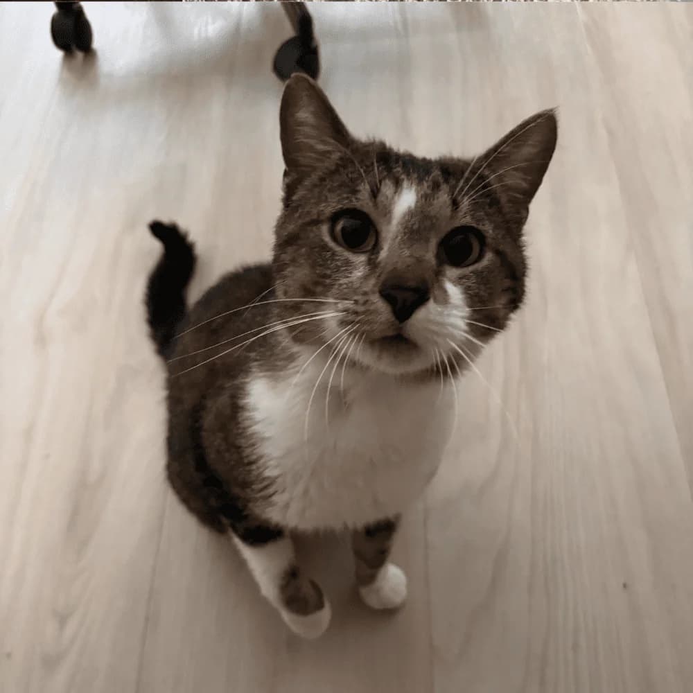 Tigrou, male Mixed Breed for adoption at Les Chachous de Chacha