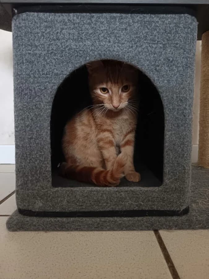 AZUR, Mixed Breed (Les Chats de la Clouère)