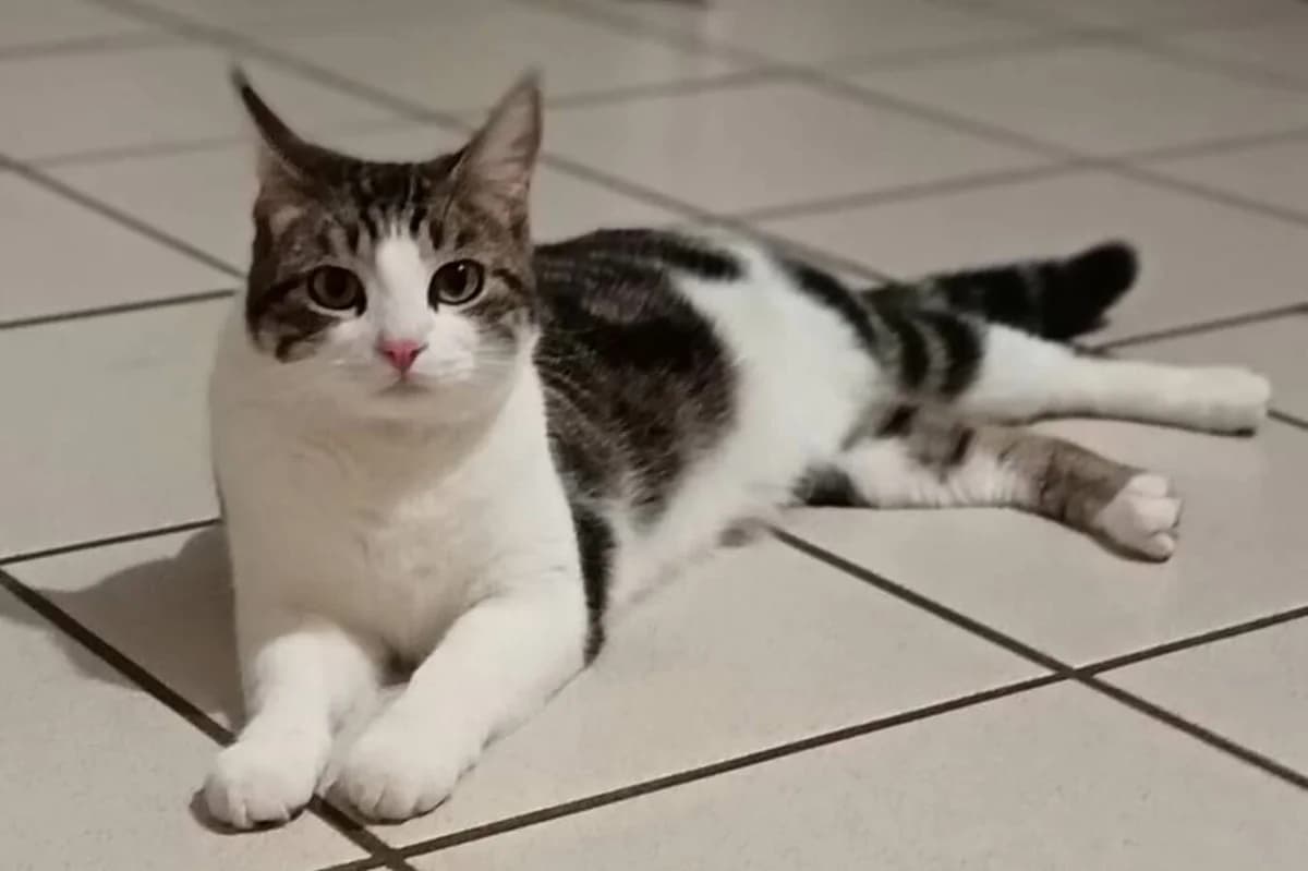 ALLYA BIS, Mixed Breed (Les Chats de la Clouère)