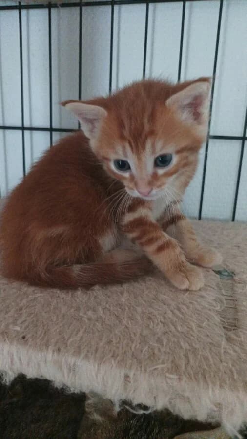 TOULOUSE, male puppy Mixed Breed for adoption at Les Chats de la Clouère