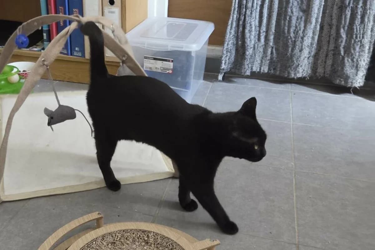 EBENE, female Mixed Breed for adoption at Les Chats de la Clouère