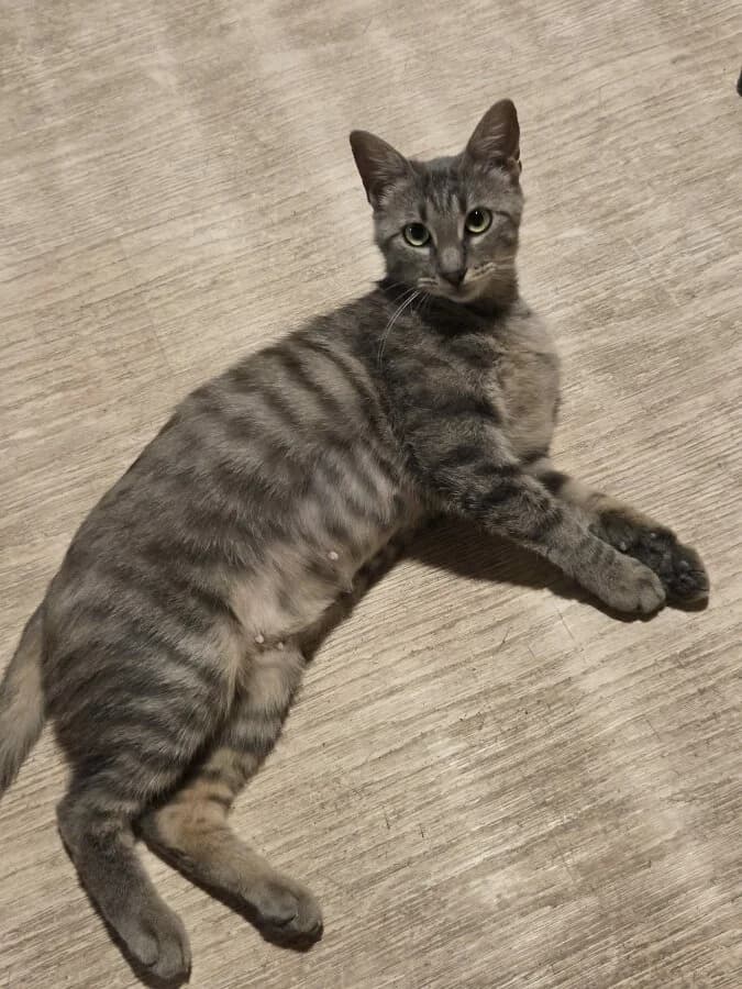 BLOOM, male Mixed Breed for adoption at Les Chats de la Clouère