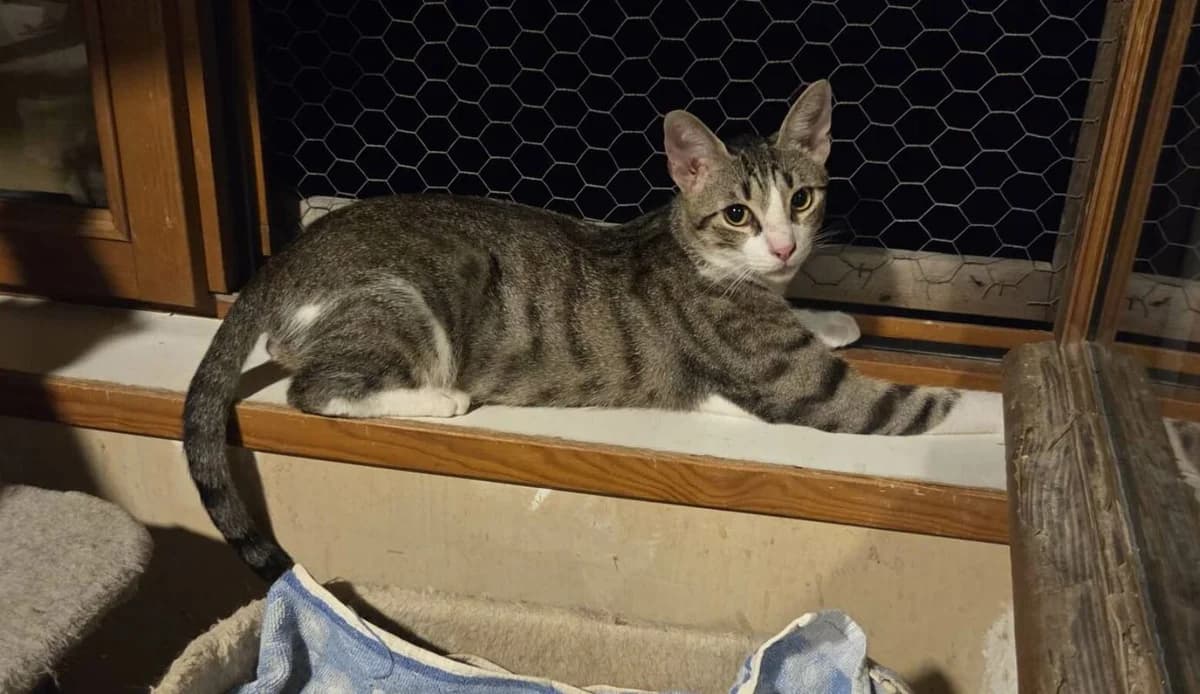 BALI, male Mixed Breed for adoption at Les Chats de la Clouère
