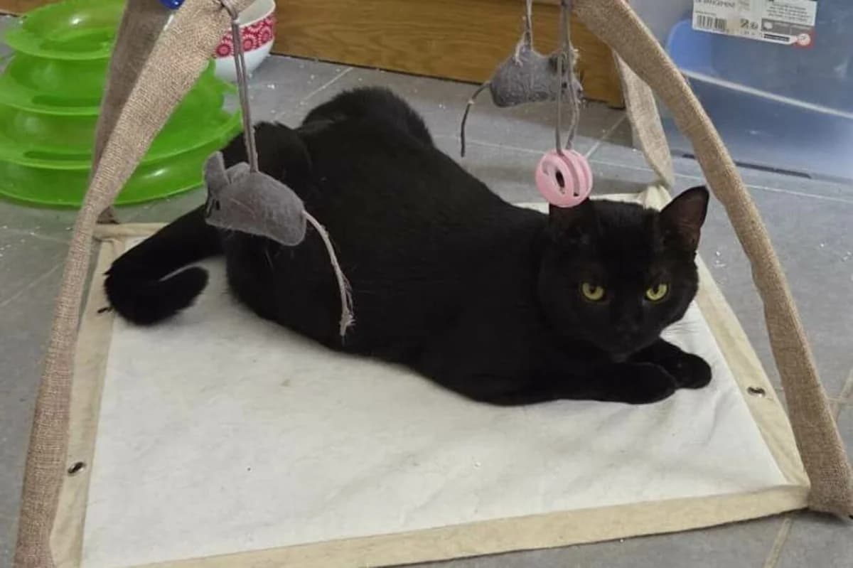 BAGHERA, female Mixed Breed for adoption at Les Chats de la Clouère