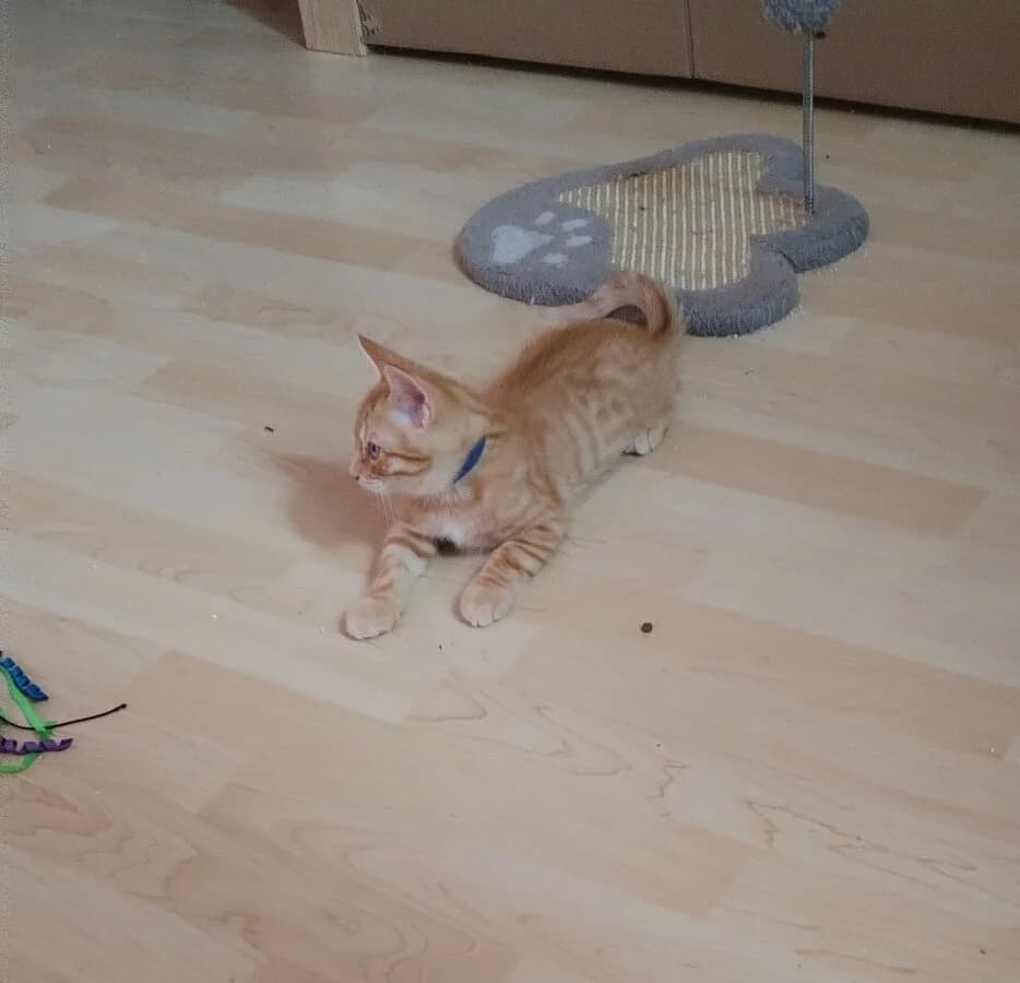 BREND0N, male Mixed Breed for adoption at Les Chats de la Clouère