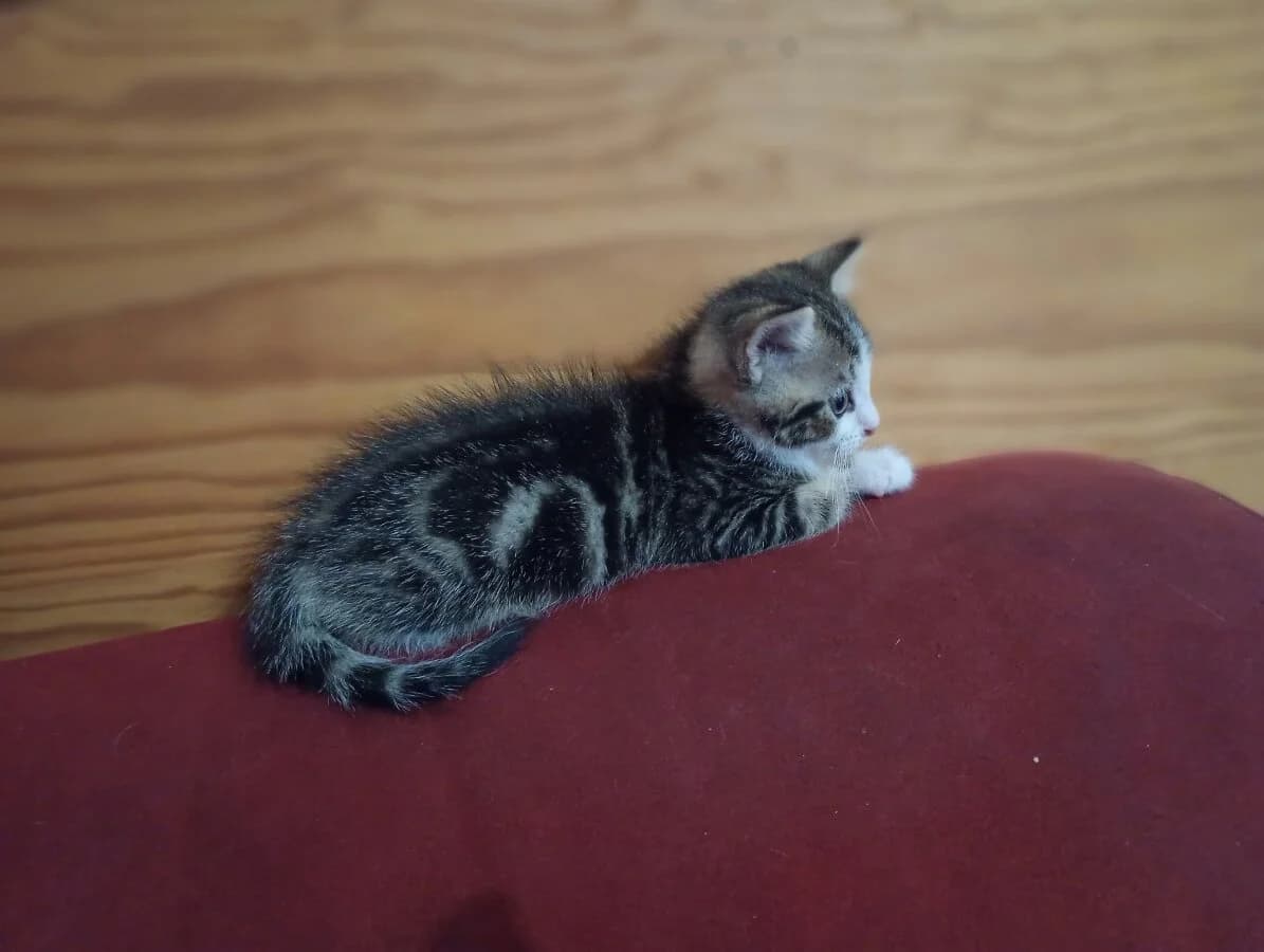 OSCAR, male Mixed Breed for adoption at Les Chats de la Clouère