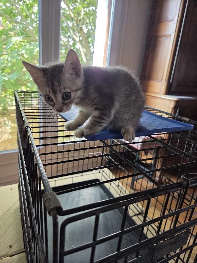 BONNIE, Mixed Breed (Les Chats de la Clouère)
