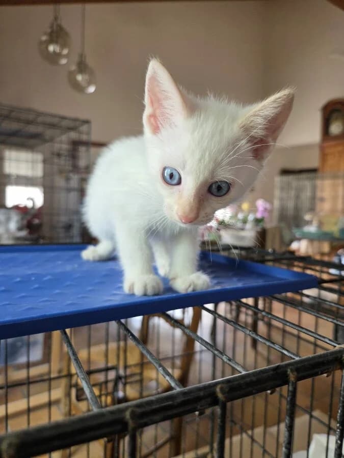 BOBY, male Mixed Breed for adoption at Les Chats de la Clouère