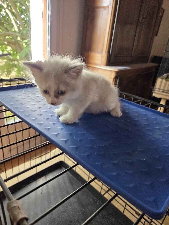 MOON BIS, female Mixed Breed for adoption at Les Chats de la Clouère
