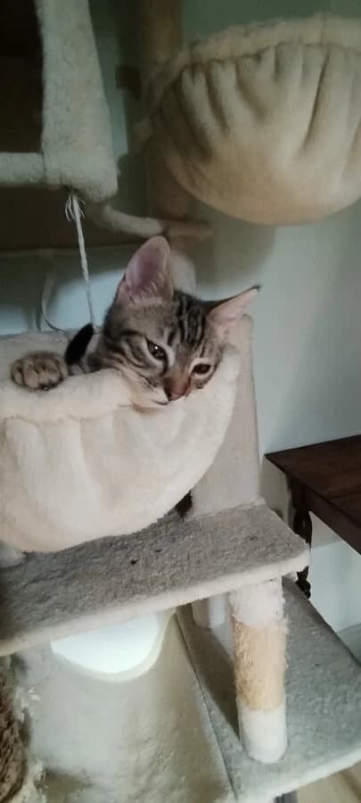 BIJOU, female Mixed Breed for adoption at Les Chats de la Clouère