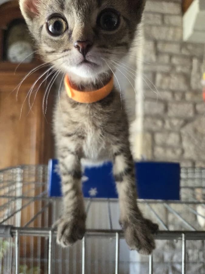 BAMBOU, male Mixed Breed for adoption at Les Chats de la Clouère