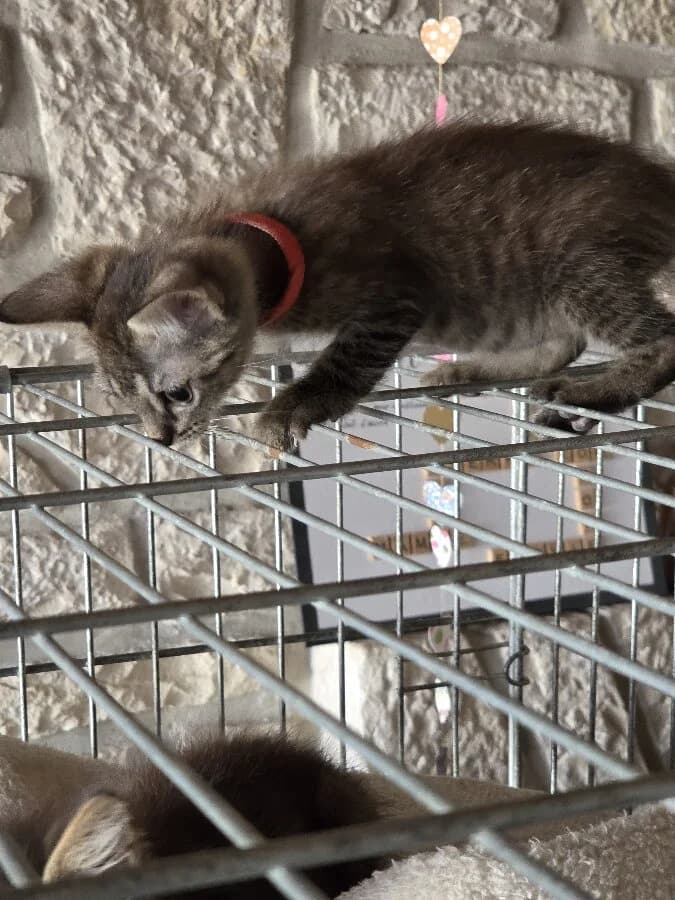 BIANCA, female Mixed Breed for adoption at Les Chats de la Clouère