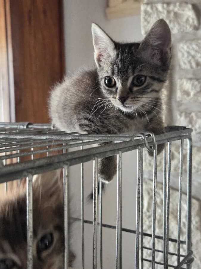 BALIKA, female Mixed Breed for adoption at Les Chats de la Clouère
