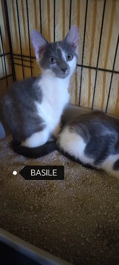 COSMO, male Mixed Breed for adoption at Les Chats de la Clouère