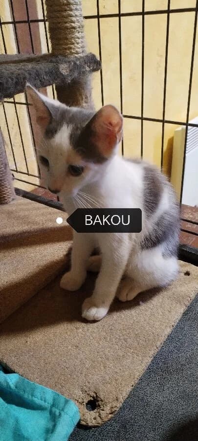 ASTRO, male Mixed Breed for adoption at Les Chats de la Clouère