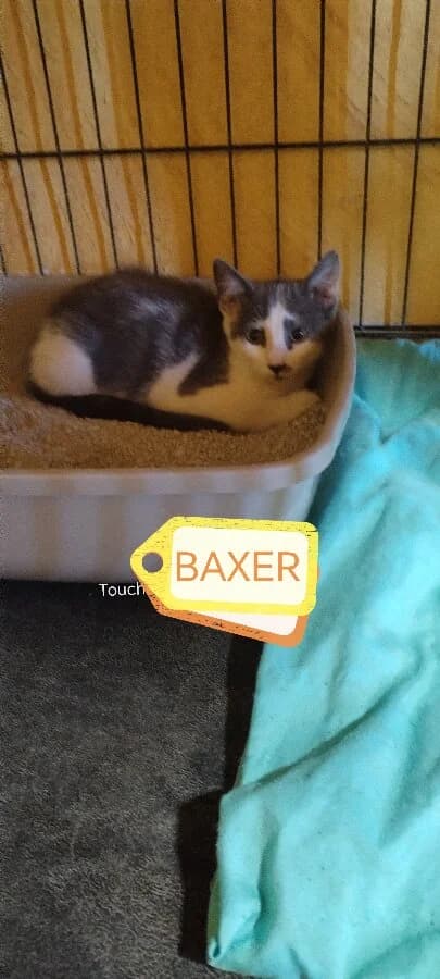 ORION, male Mixed Breed for adoption at Les Chats de la Clouère