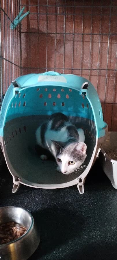 JEDAI, female young Mixed Breed for adoption at Les Chats de la Clouère