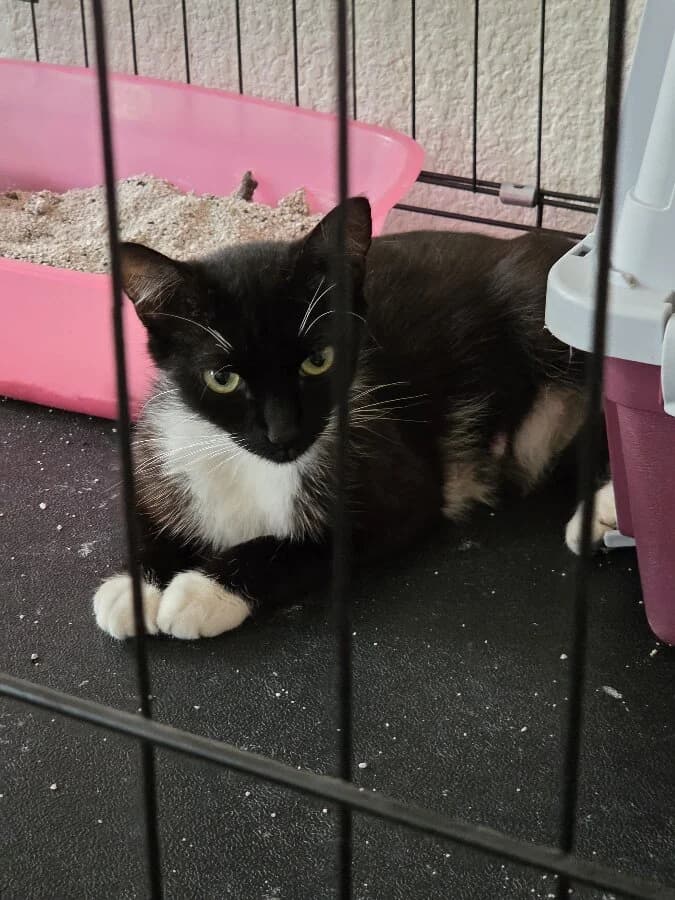 ISIS, female young Mixed Breed for adoption at Les Chats de la Clouère