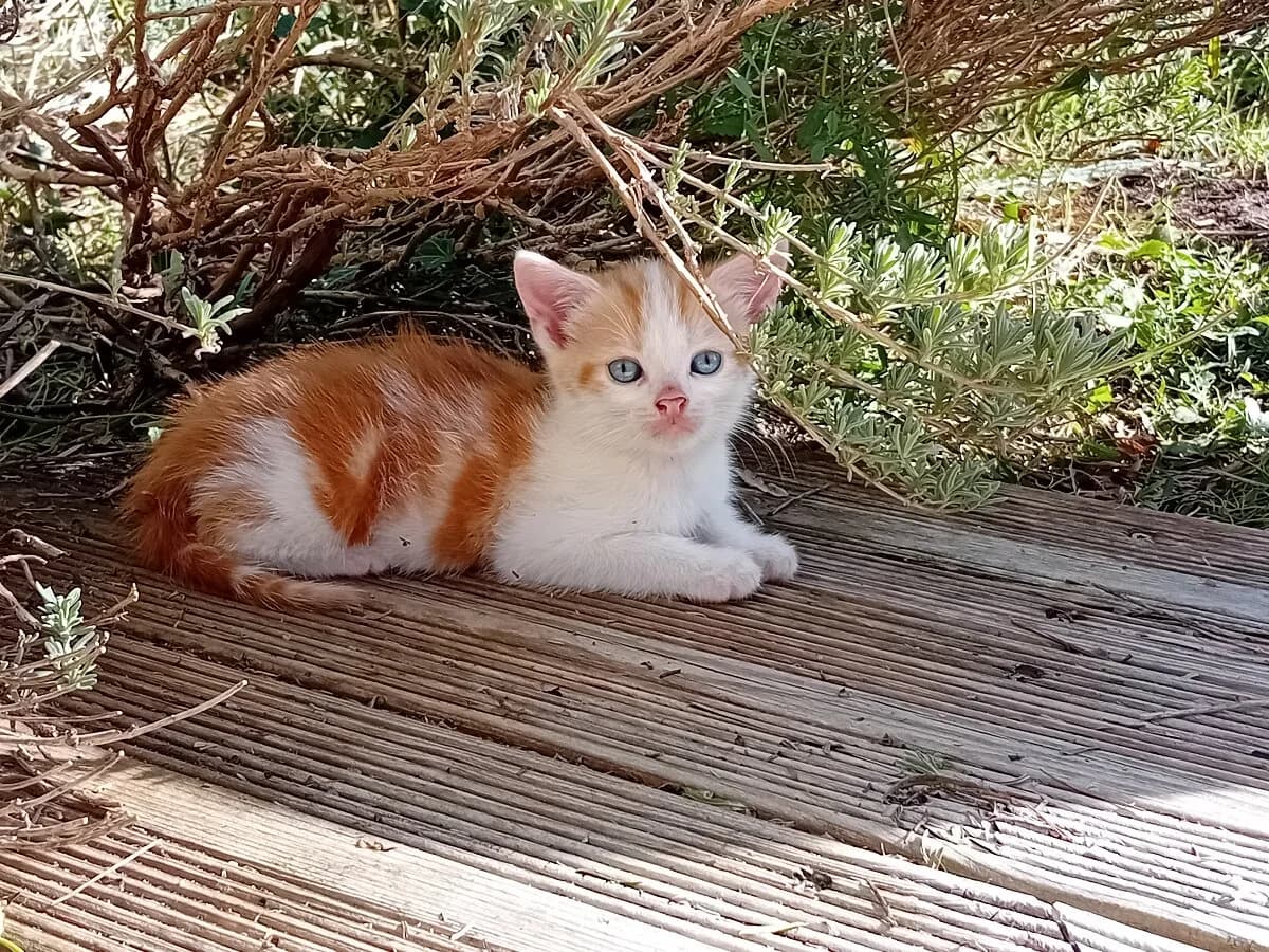 ELIOT, male Mixed Breed for adoption at Les Chats de la Clouère