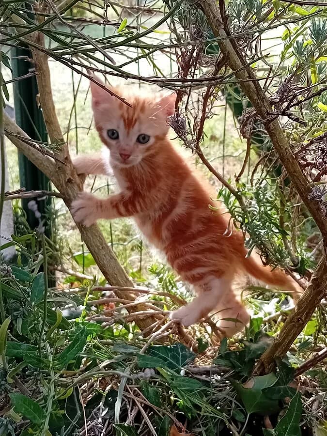 ROUKIE, male Mixed Breed for adoption at Les Chats de la Clouère