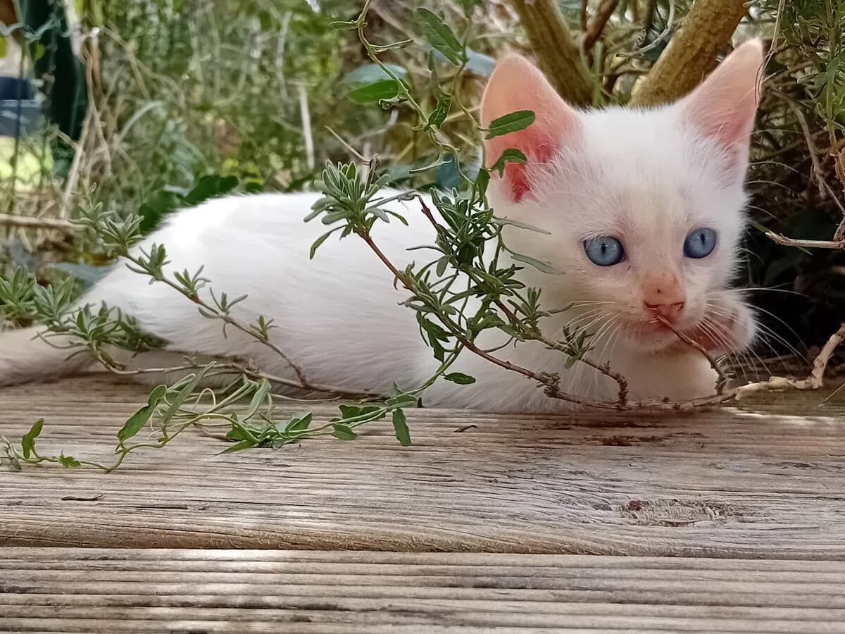 VANILLE, female Mixed Breed for adoption at Les Chats de la Clouère