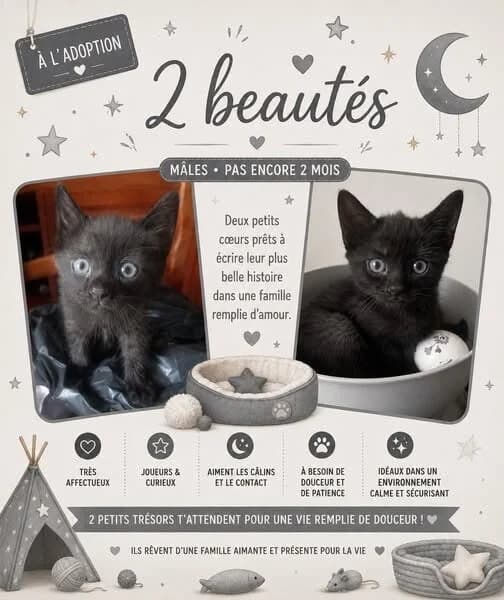 HADÈS, Mixed Breed (Les Chats Martinois)