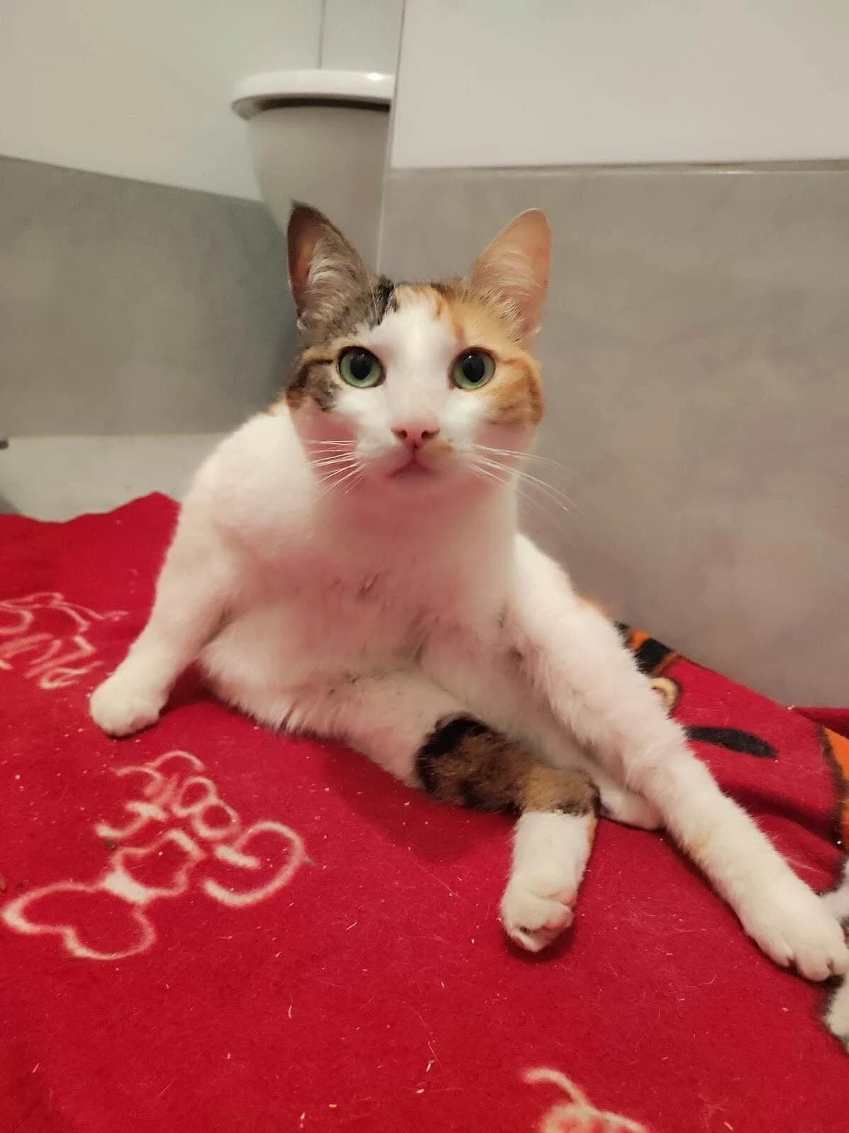 BISCUITE, female Mixed Breed for adoption at Les Chats Martinois