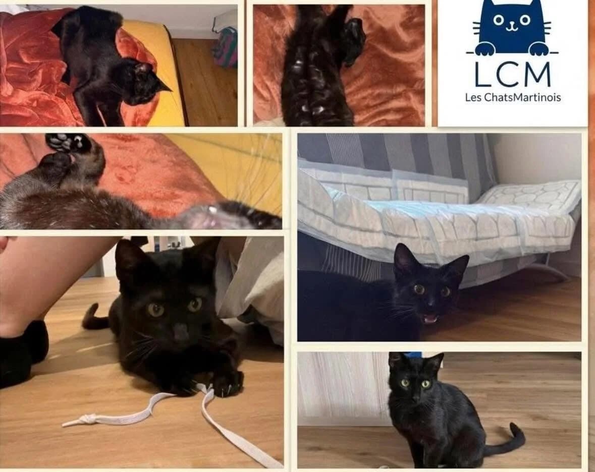 HADÈS,  Mixed Breed for adoption at Les Chats Martinois