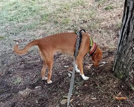 Nougat, male young Mixed Breed for adoption at L