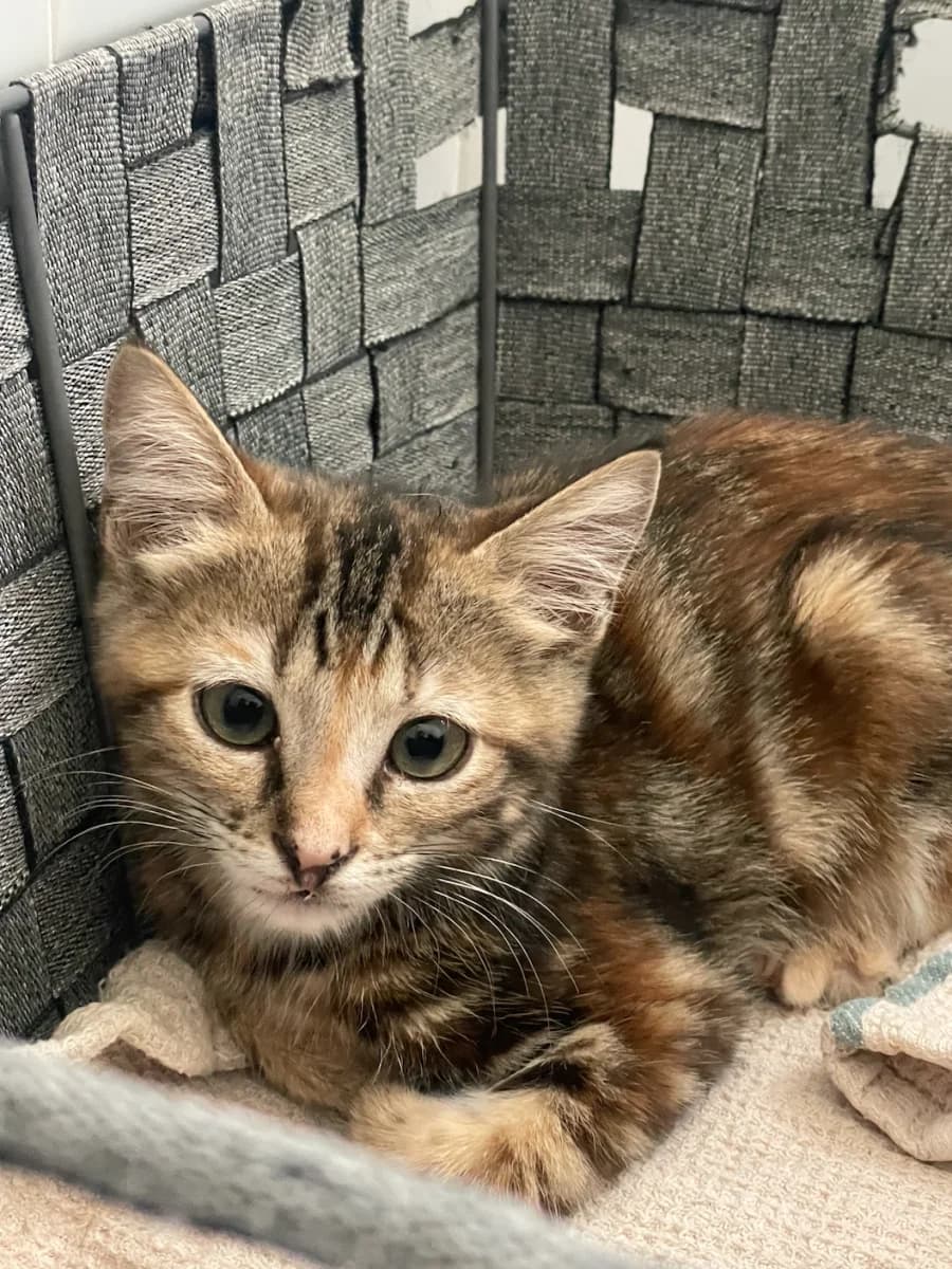Aiyana, female puppy Mixed Breed for adoption at Les Restos du Chat