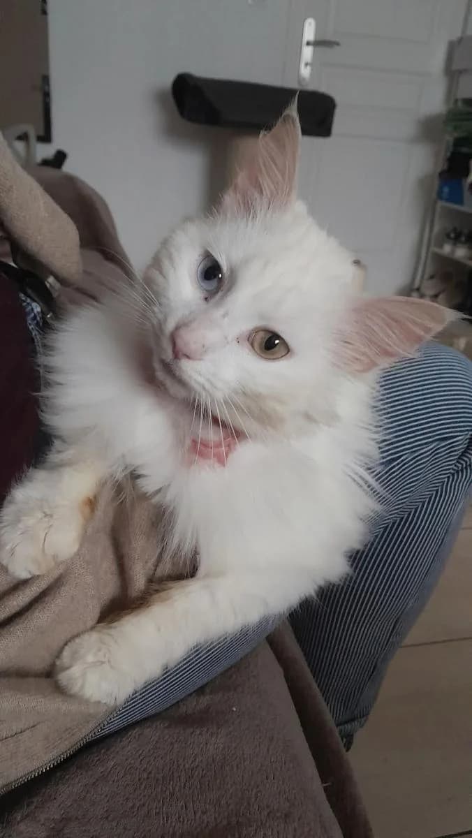 Angel, male young Mixed Breed for adoption at Les Restos du Chat