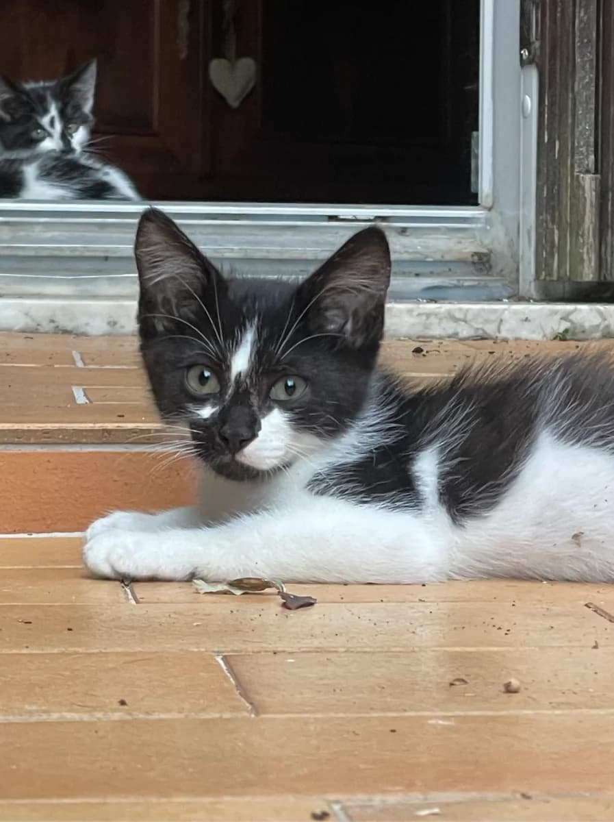 Arthur, male puppy Mixed Breed for adoption at Les Restos du Chat