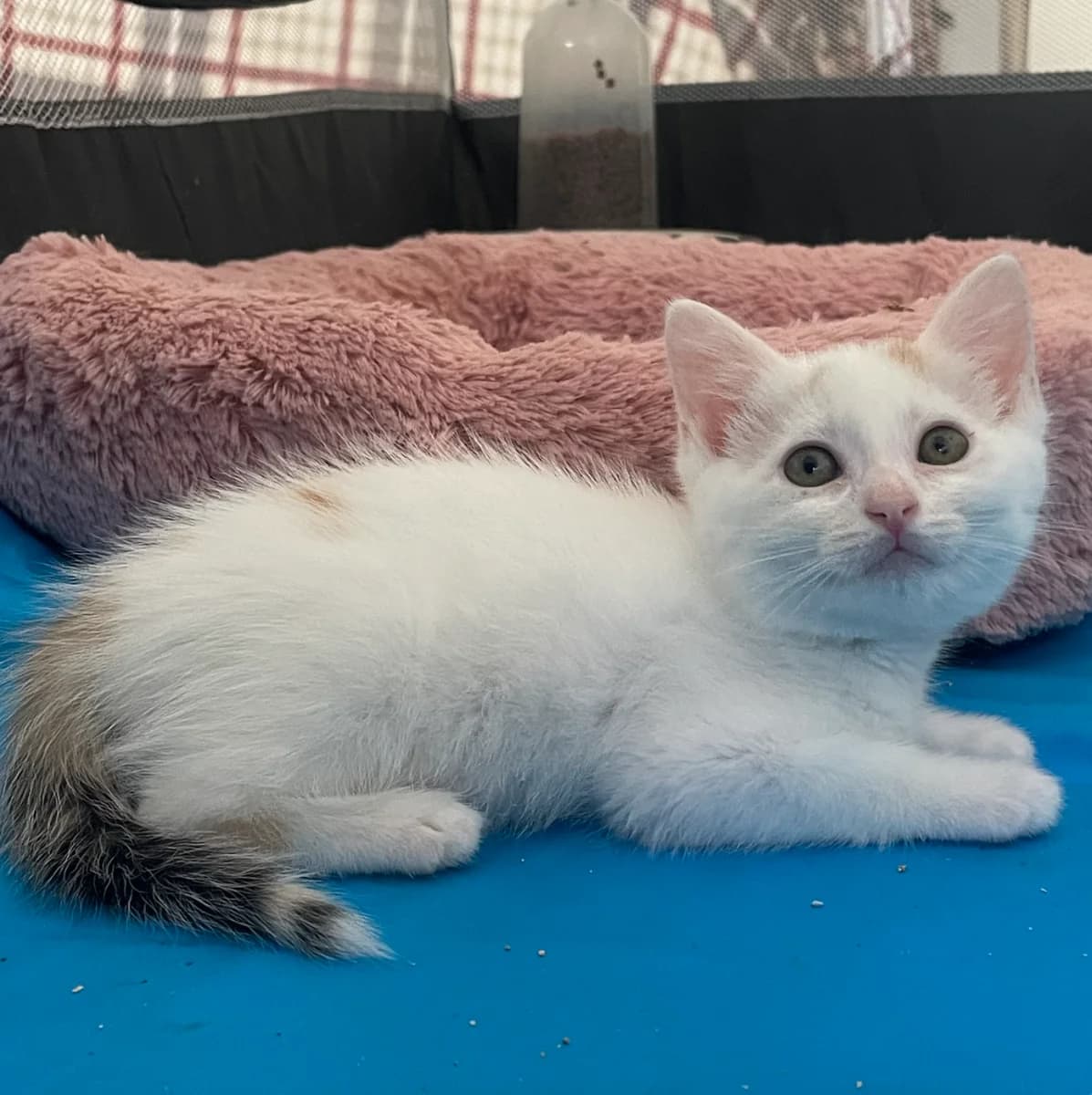 Calico, female puppy Mixed Breed for adoption at Les Restos du Chat
