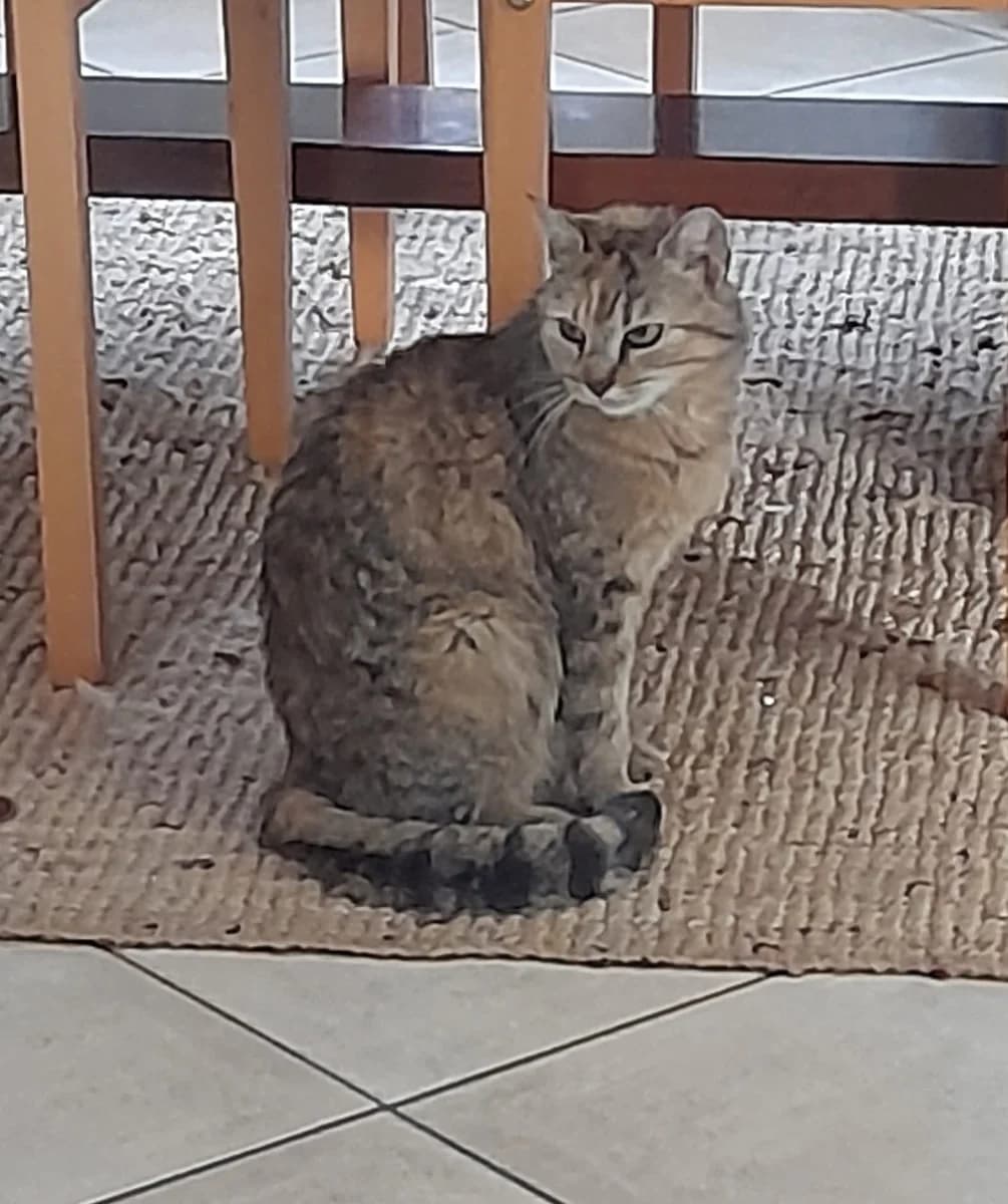Chipie, female 4yo Mixed Breed for adoption at Les Restos du Chat