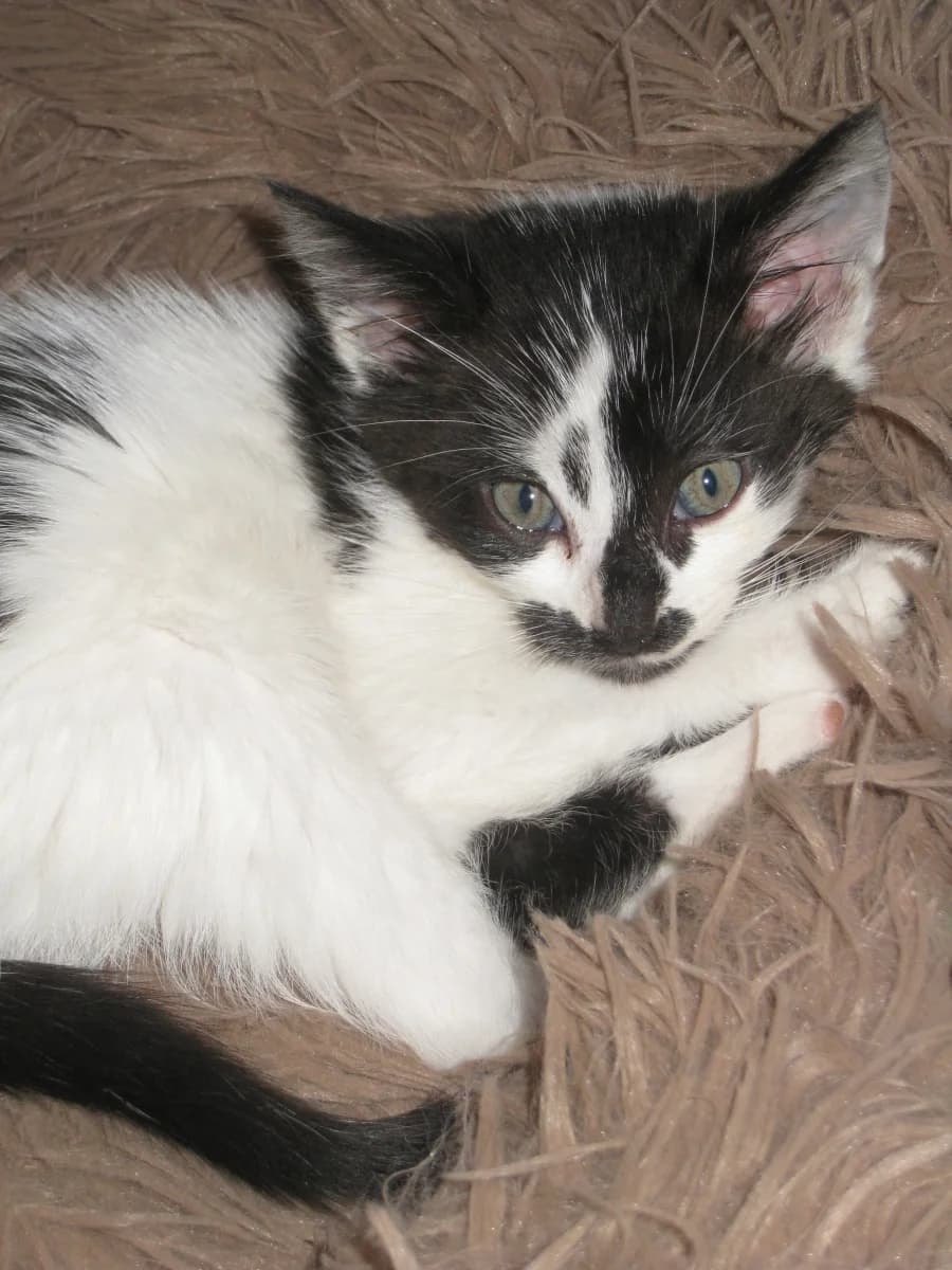 Chucky, female puppy Mixed Breed for adoption at Les Restos du Chat