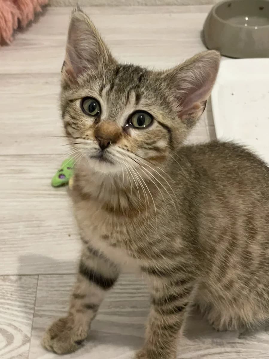 Crumble, male puppy Mixed Breed for adoption at Les Restos du Chat