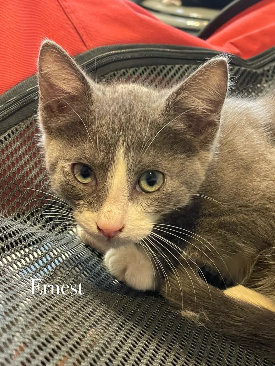 Ernest, male puppy Mixed Breed for adoption at Les Restos du Chat