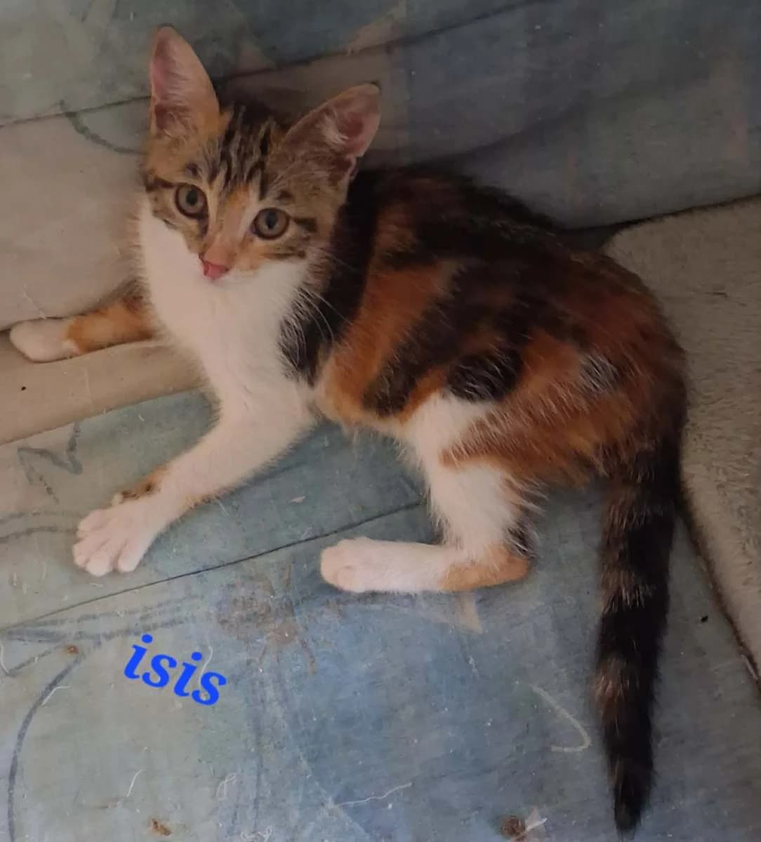 Isis, female puppy Mixed Breed for adoption at Les Restos du Chat