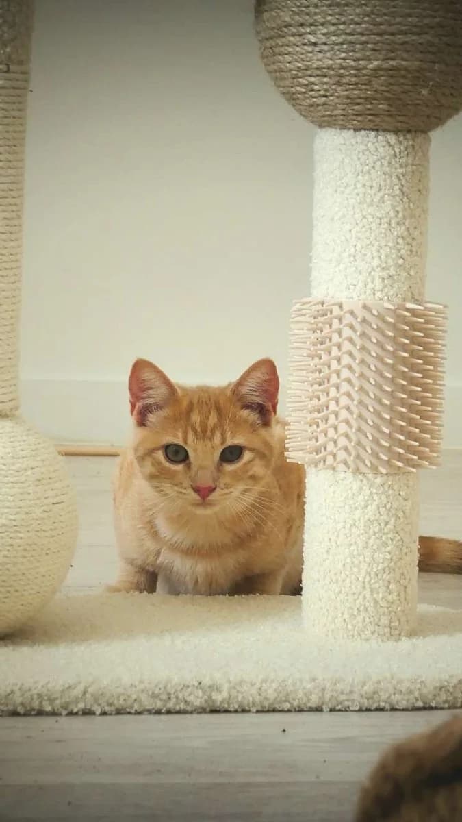 Levy, male puppy Mixed Breed for adoption at Les Restos du Chat