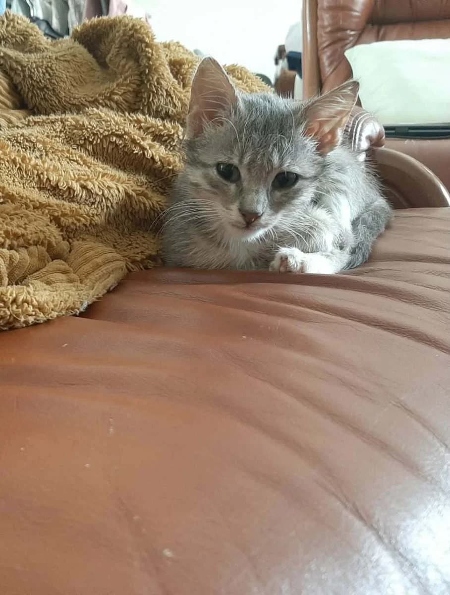 Mini Pouet, male puppy Mixed Breed for adoption at Les Restos du Chat