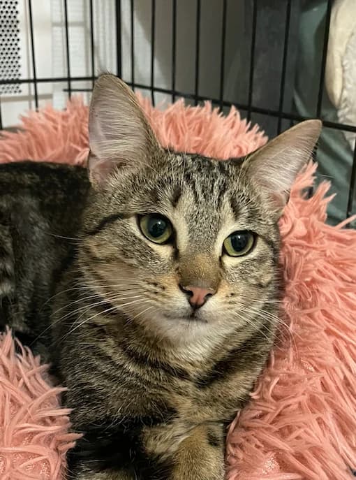 Noé, male young Mixed Breed for adoption at Les Restos du Chat